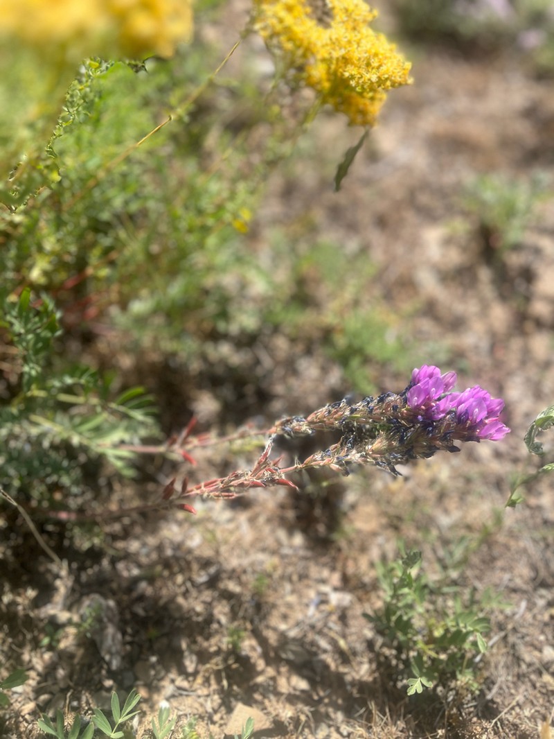 Oxytropis pilosissima photo 6