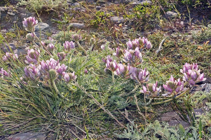 Oxytropis pilosissima photo 7