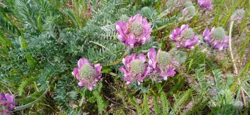 Oxytropis pilosissima photo 8