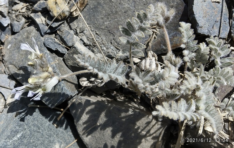 Oxytropis platonychia