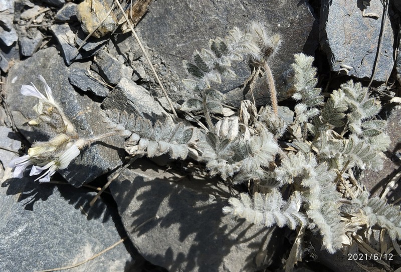 Oxytropis platonychia photo 2