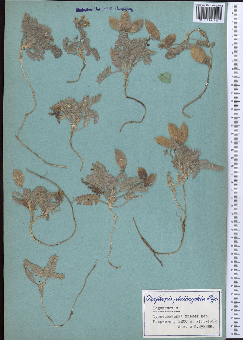 Oxytropis platonychia photo 3