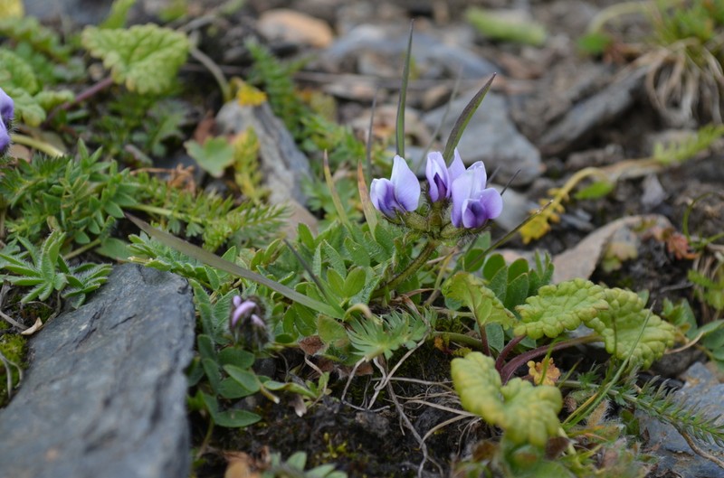 Oxytropis platysema