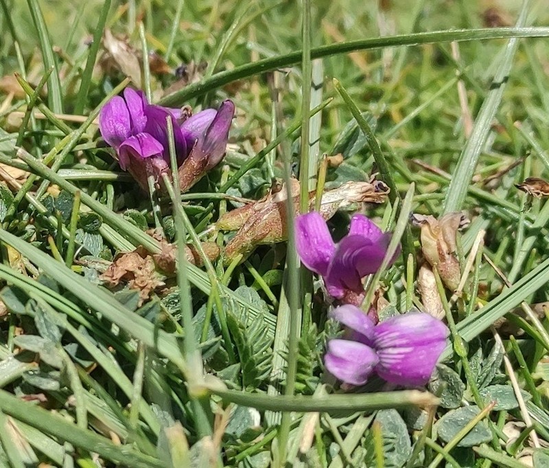Oxytropis platysema photo 2