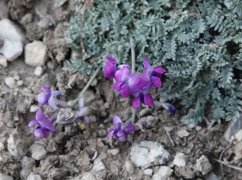 Oxytropis platysema photo 3