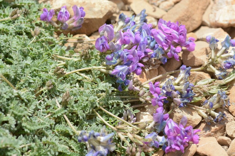 Oxytropis platysema photo 4