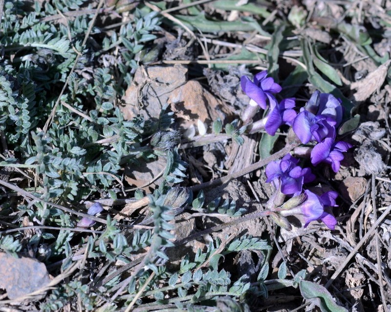 Oxytropis platysema photo 5