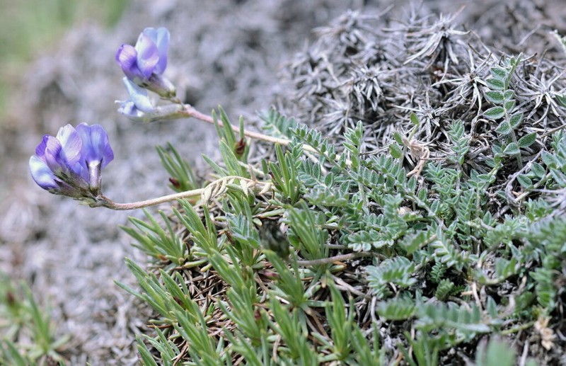 Oxytropis platysema photo 6