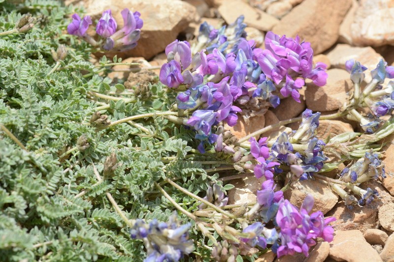 Oxytropis platysema photo 7