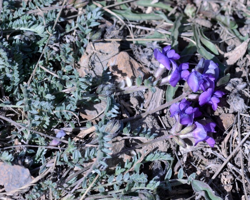 Oxytropis platysema photo 8