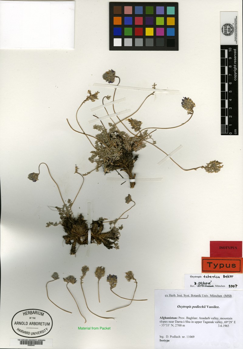 Oxytropis podlechii