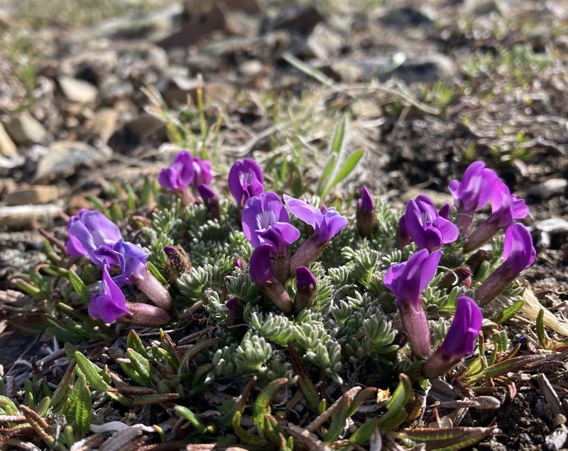Stalkpod Locoweed