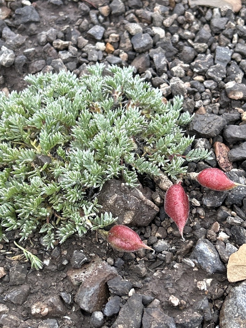 Stalkpod Locoweed photo 3