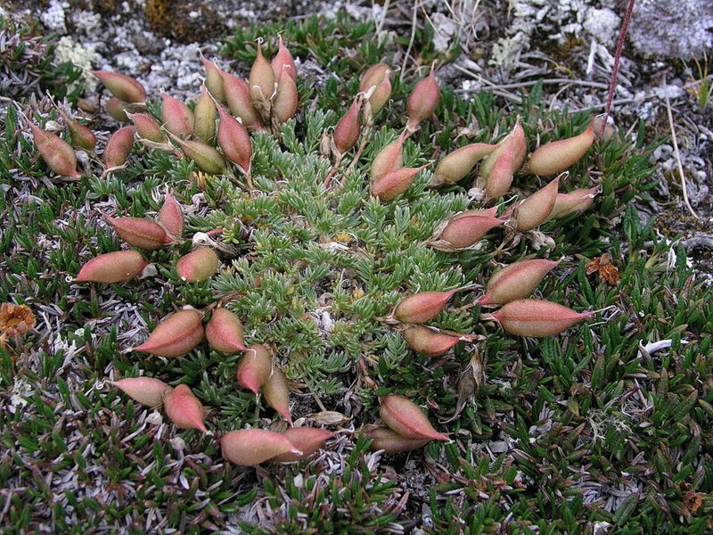Stalkpod Locoweed photo 4