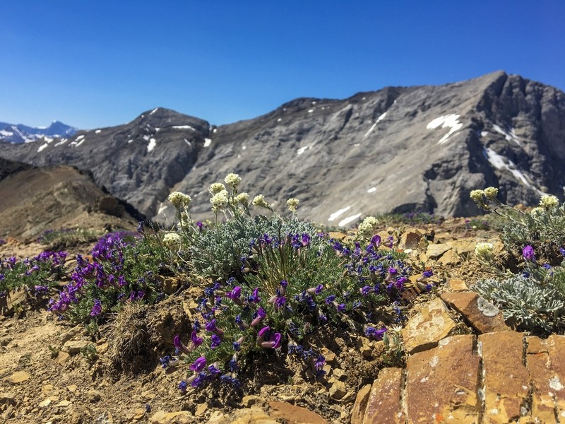 Stalkpod Locoweed photo 5