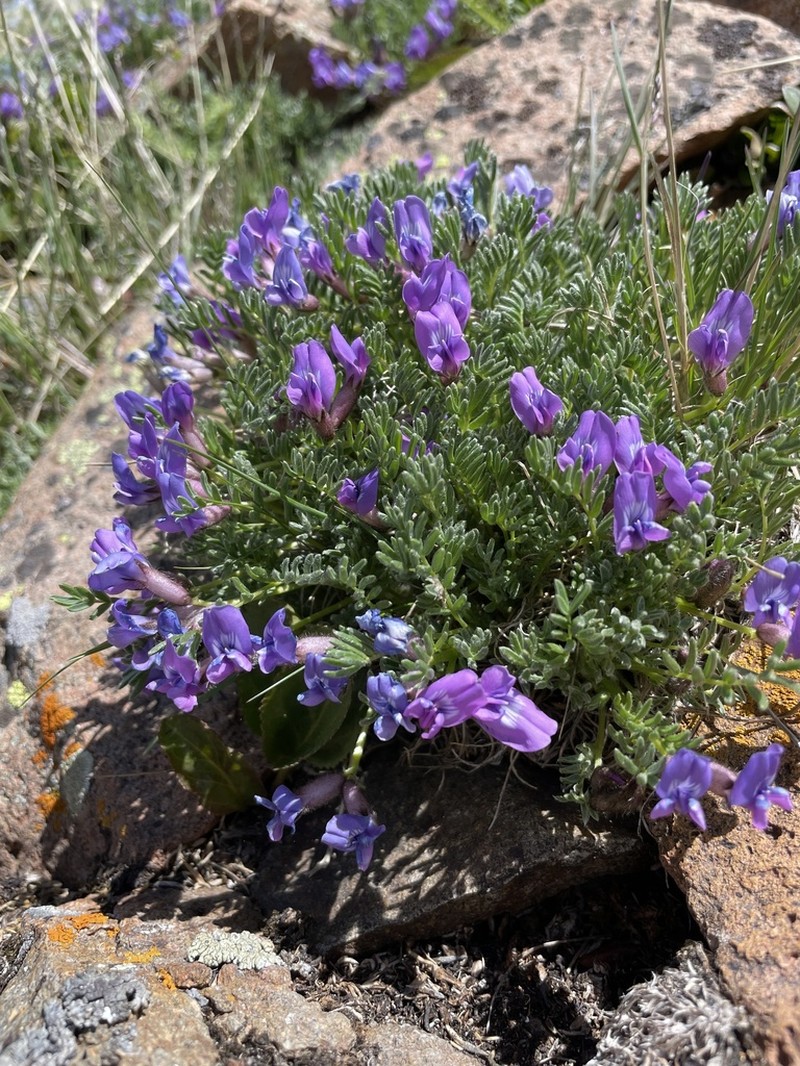 Stalkpod Locoweed photo 6