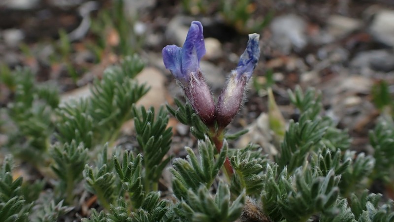 Stalkpod Locoweed photo 7