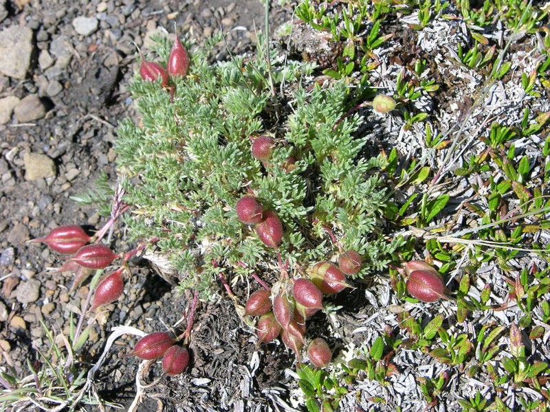 Stalkpod Locoweed photo 8