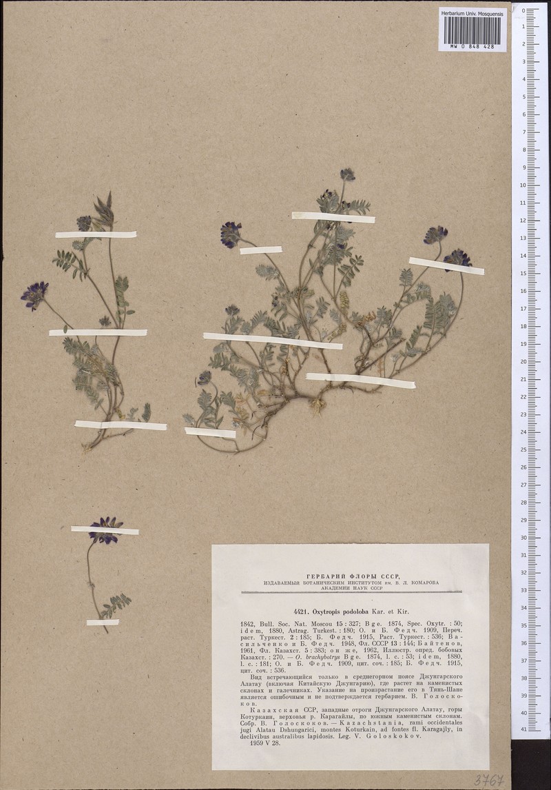 Oxytropis podoloba