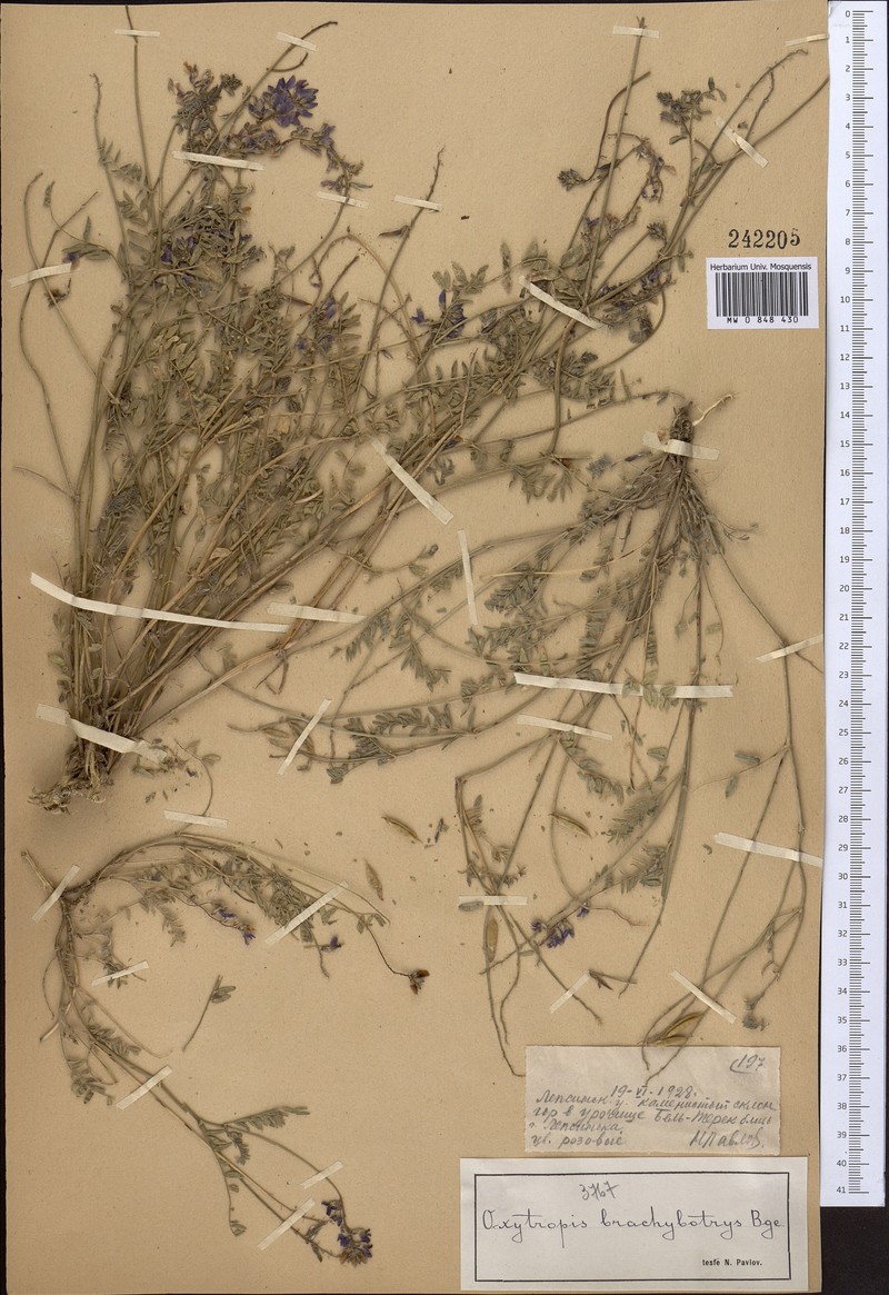 Oxytropis podoloba photo 3