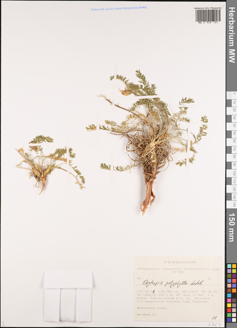 Oxytropis polyphylla