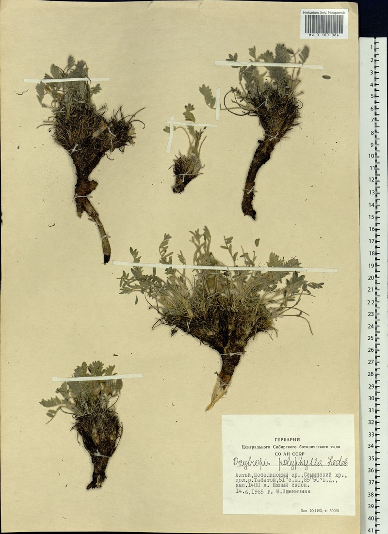 Oxytropis polyphylla photo 2