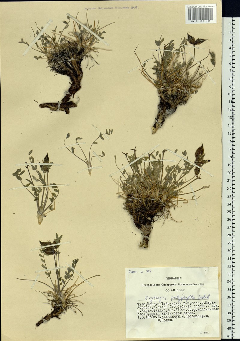 Oxytropis polyphylla photo 3