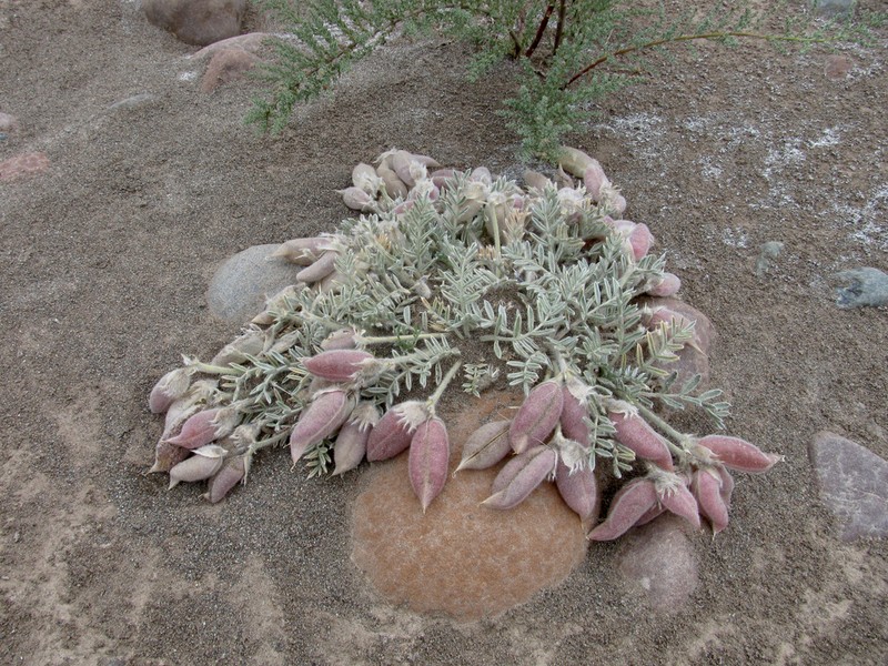 Oxytropis poncinsii