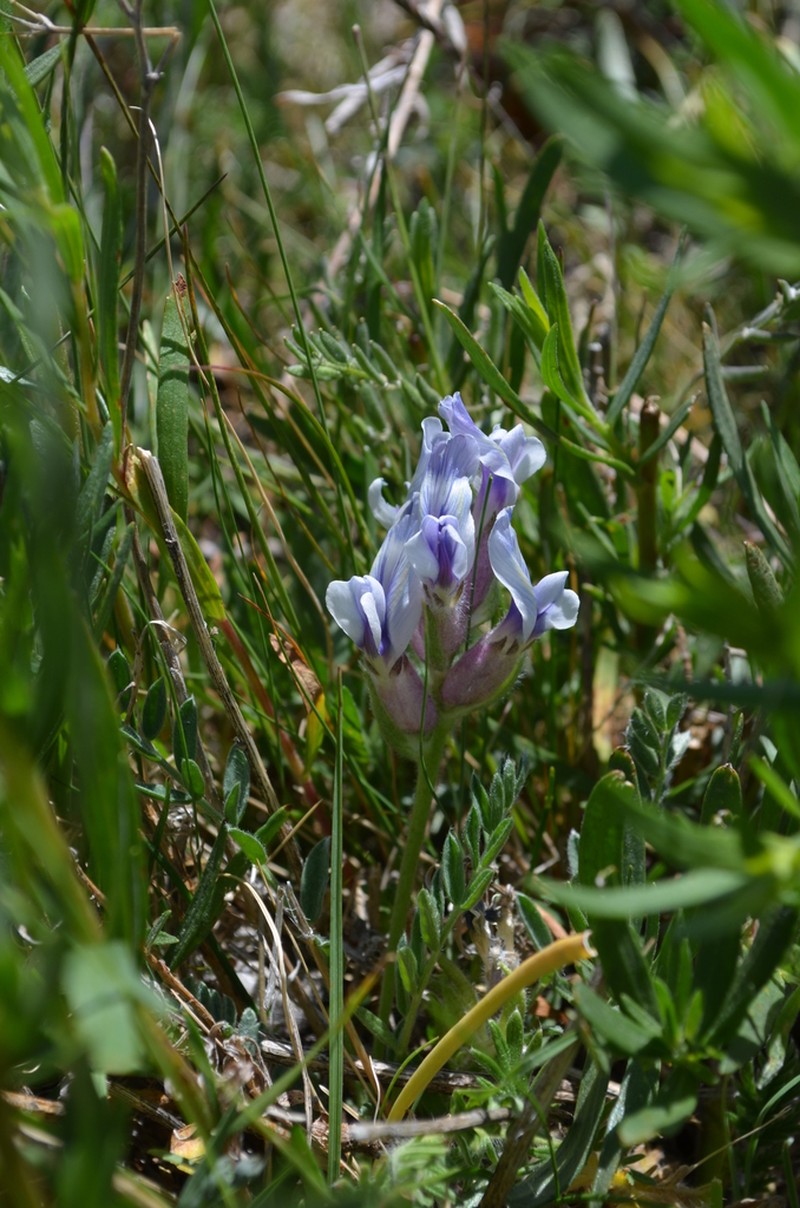 Oxytropis poncinsii photo 3
