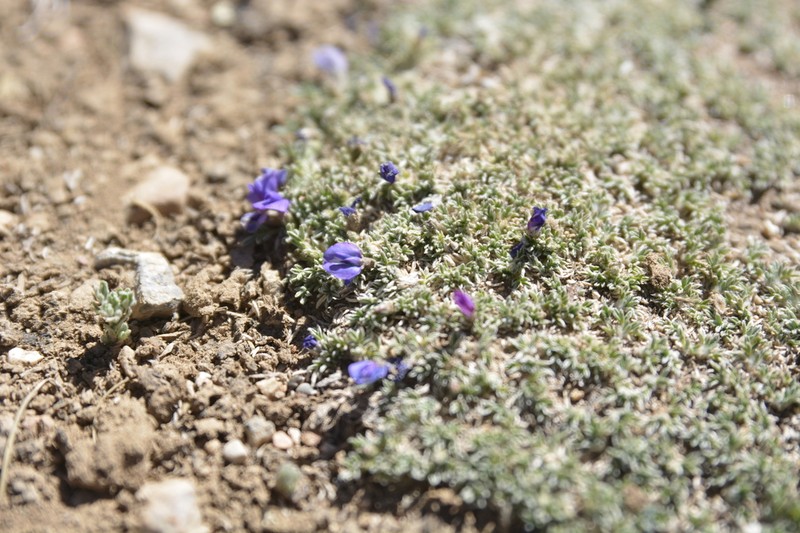 Oxytropis poncinsii photo 4