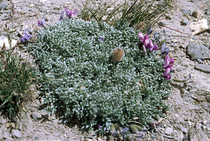 Oxytropis poncinsii photo 5