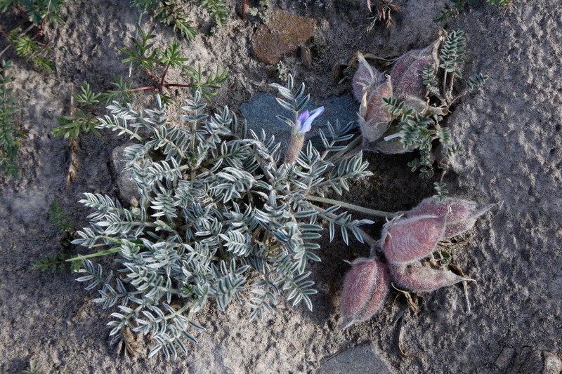 Oxytropis poncinsii photo 6