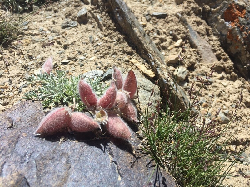Oxytropis poncinsii photo 7