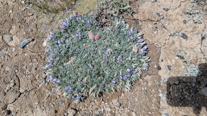 Oxytropis poncinsii photo 8