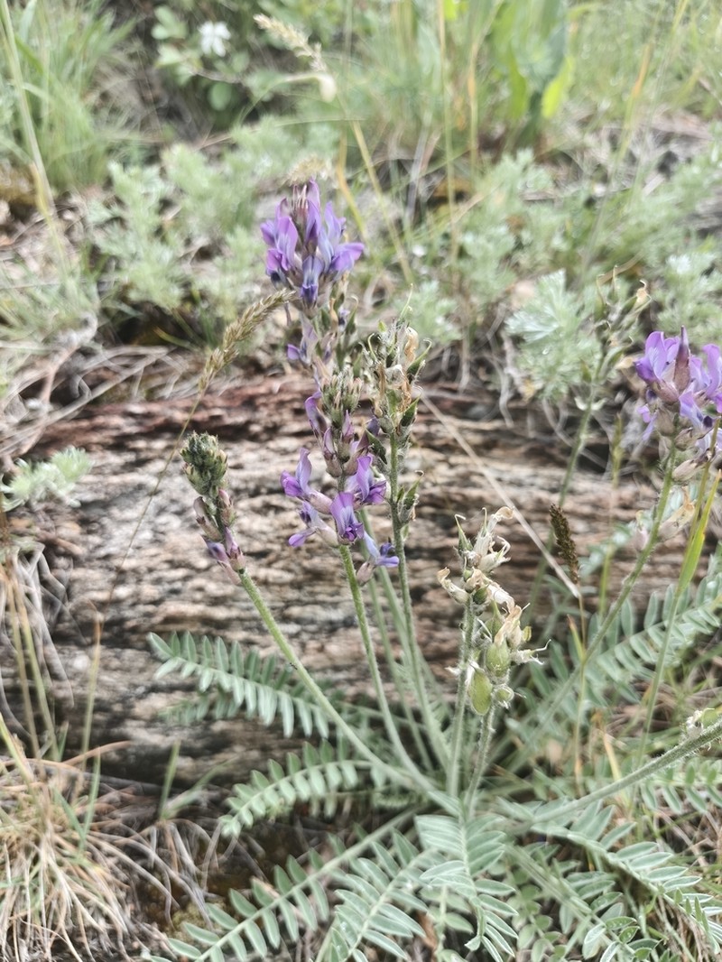 Oxytropis ponomarjevii