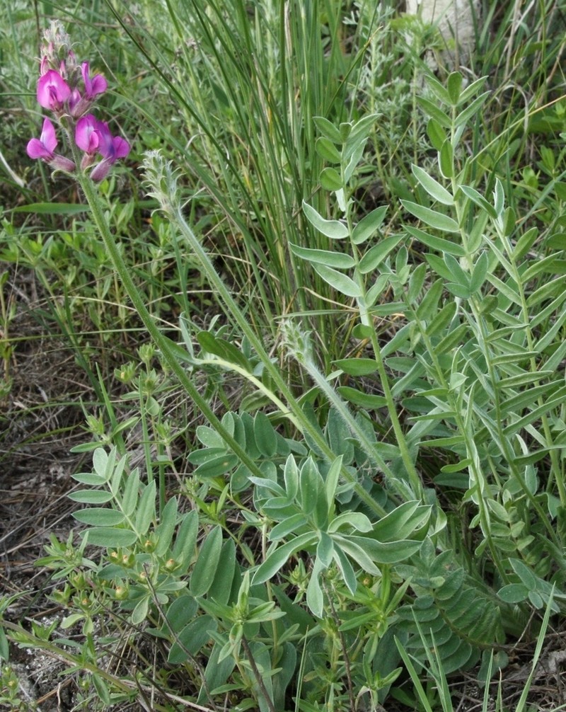 Oxytropis ponomarjevii photo 2