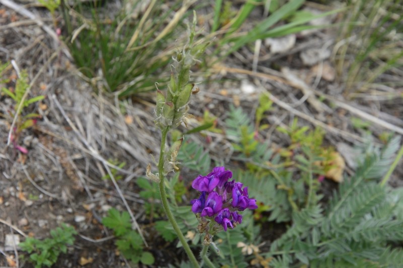 Oxytropis ponomarjevii photo 4