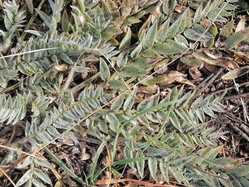 Oxytropis ponomarjevii photo 5