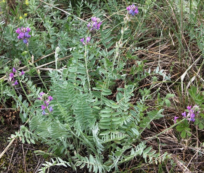 Oxytropis ponomarjevii photo 6