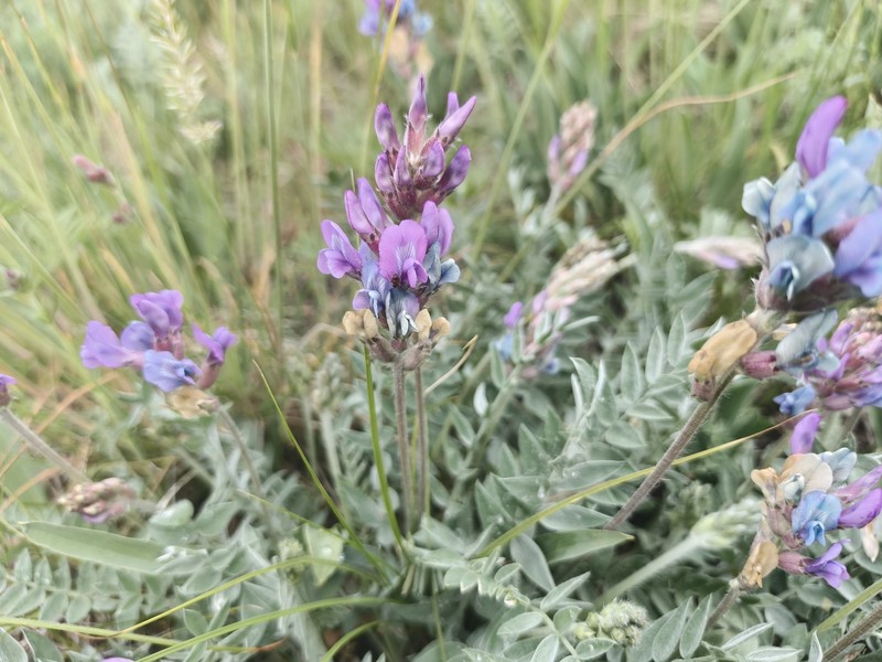 Oxytropis ponomarjevii photo 8