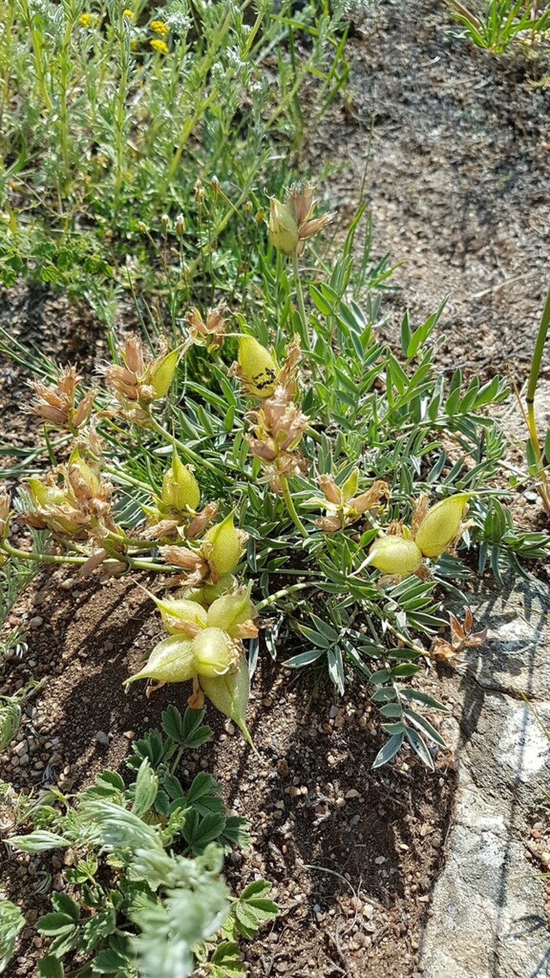 Oxytropis popoviana