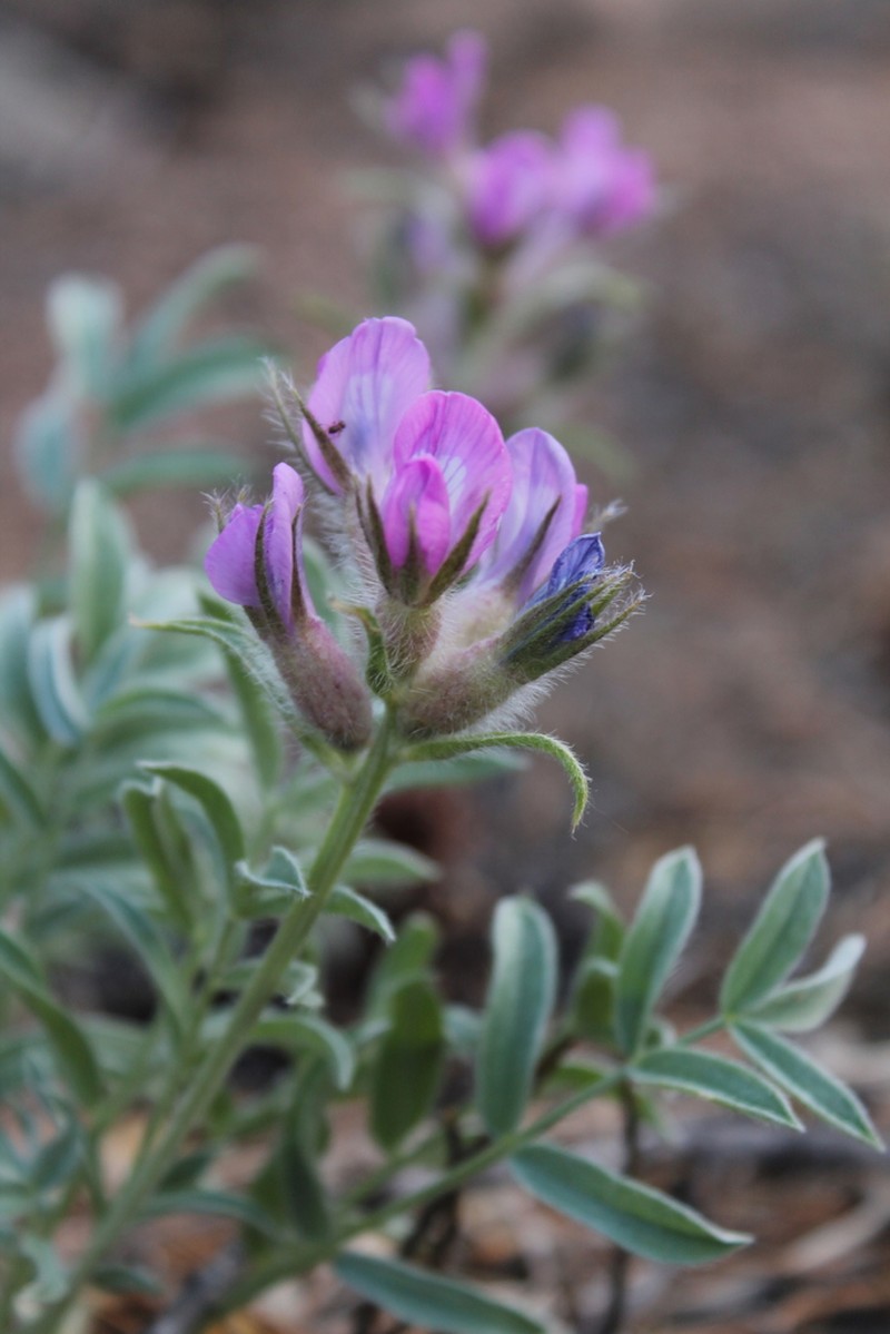 Oxytropis popoviana photo 2