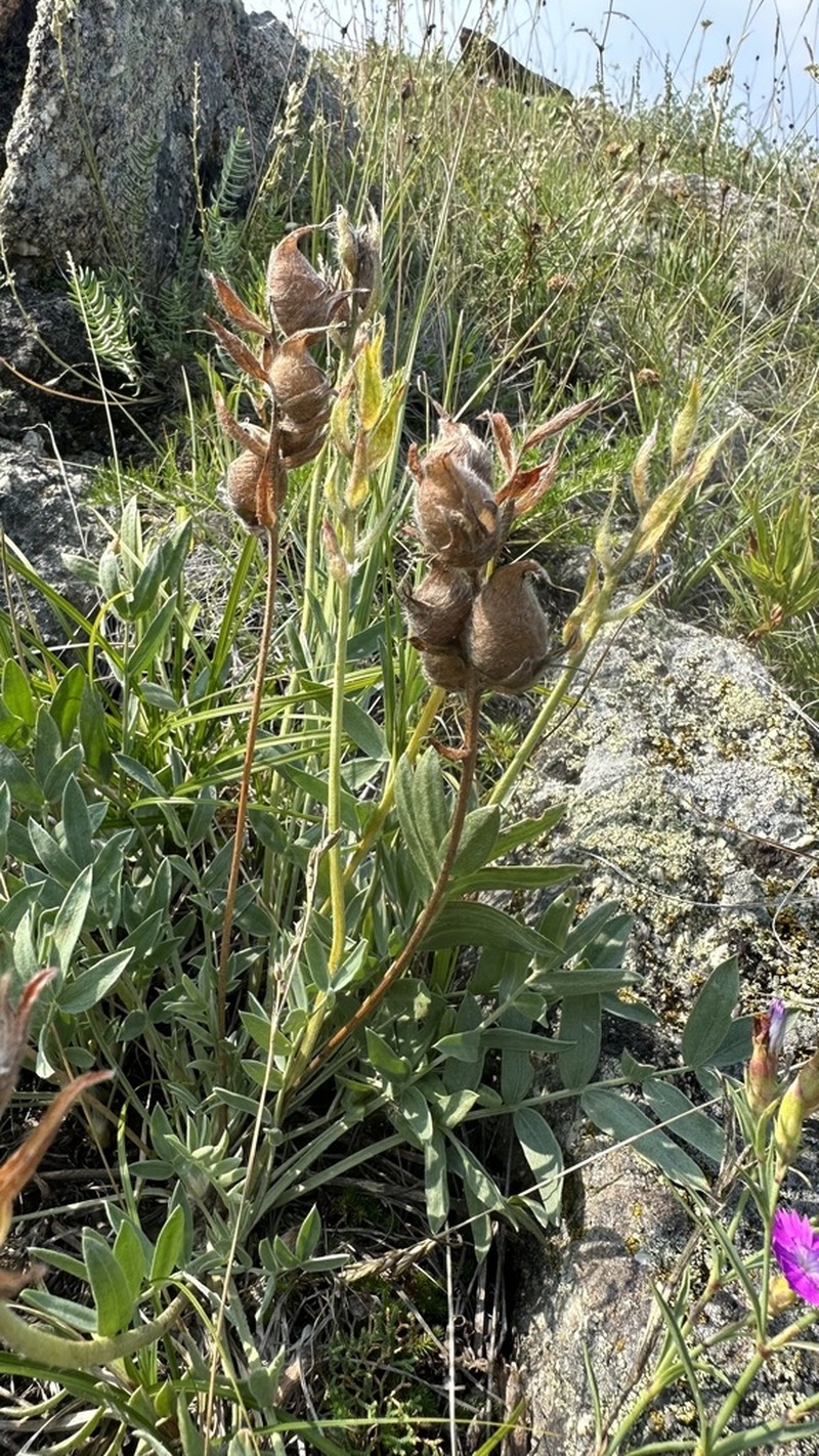 Oxytropis popoviana photo 3