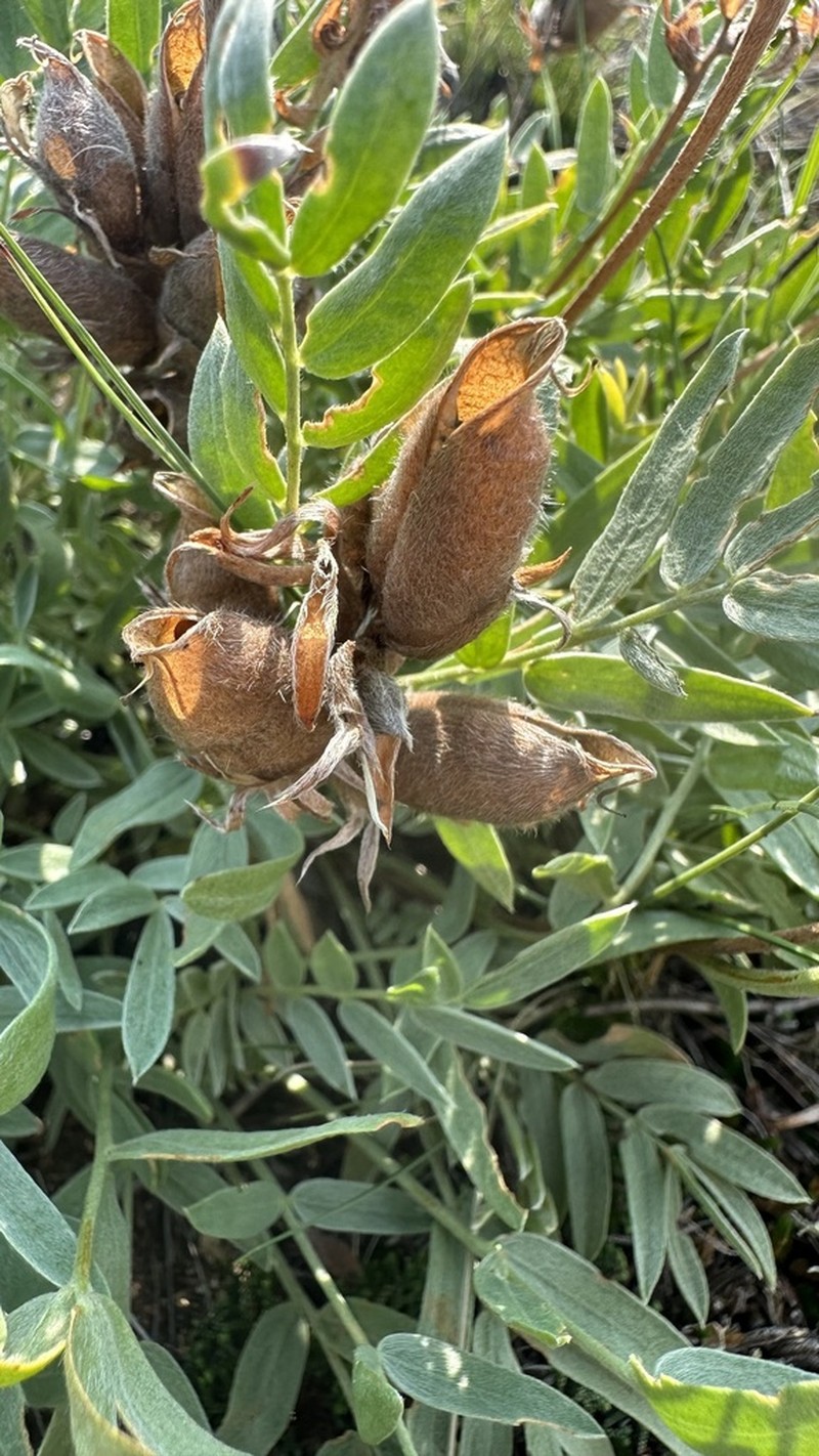 Oxytropis popoviana photo 5