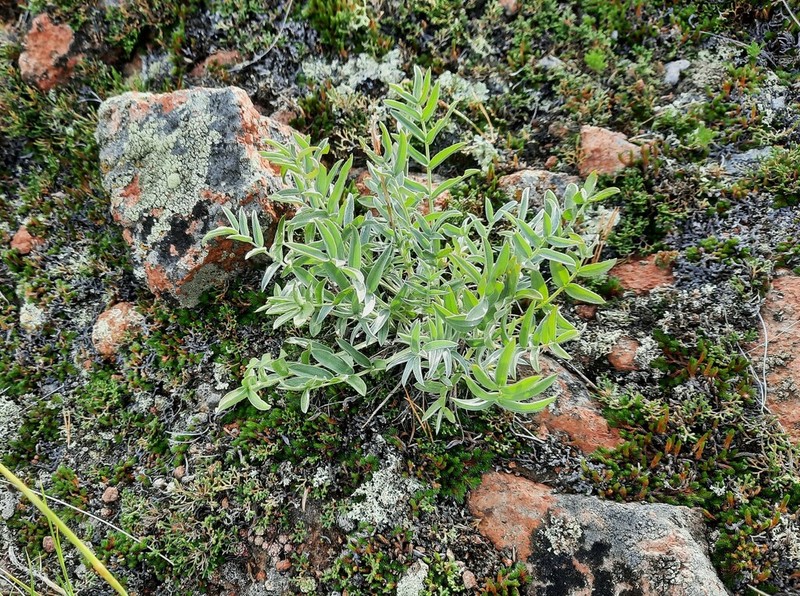 Oxytropis popoviana photo 6