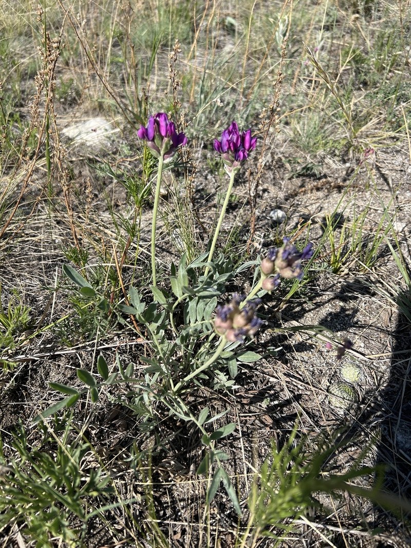 Oxytropis popoviana photo 7