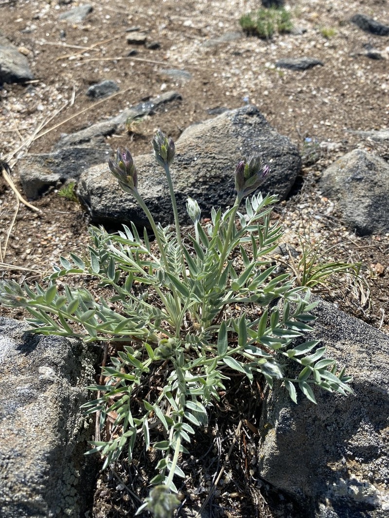 Oxytropis popoviana photo 8