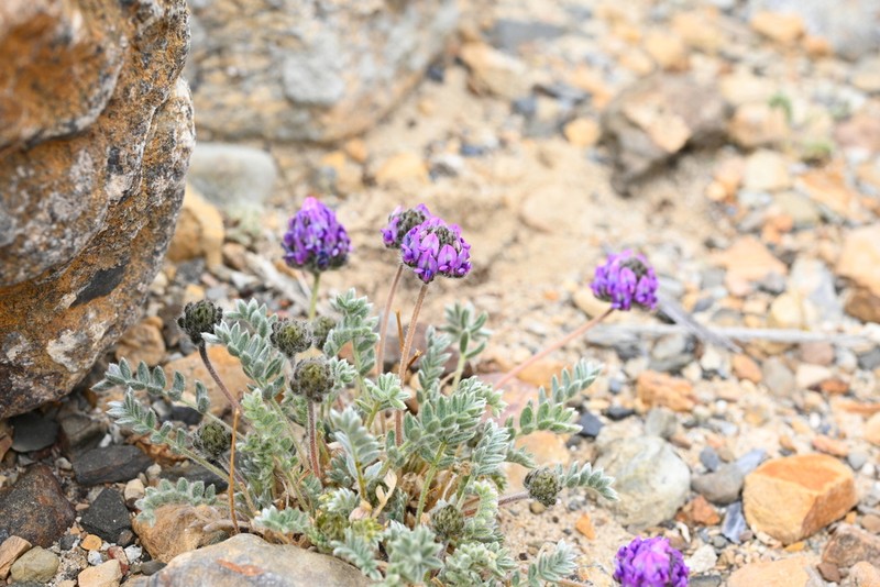 Oxytropis proboscidea
