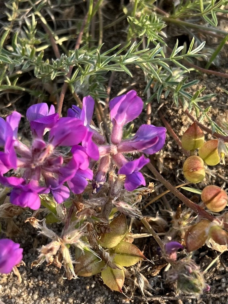 Oxytropis prostrata