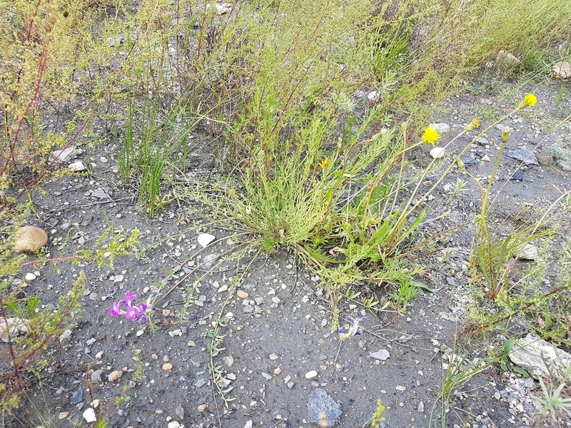 Oxytropis prostrata photo 2